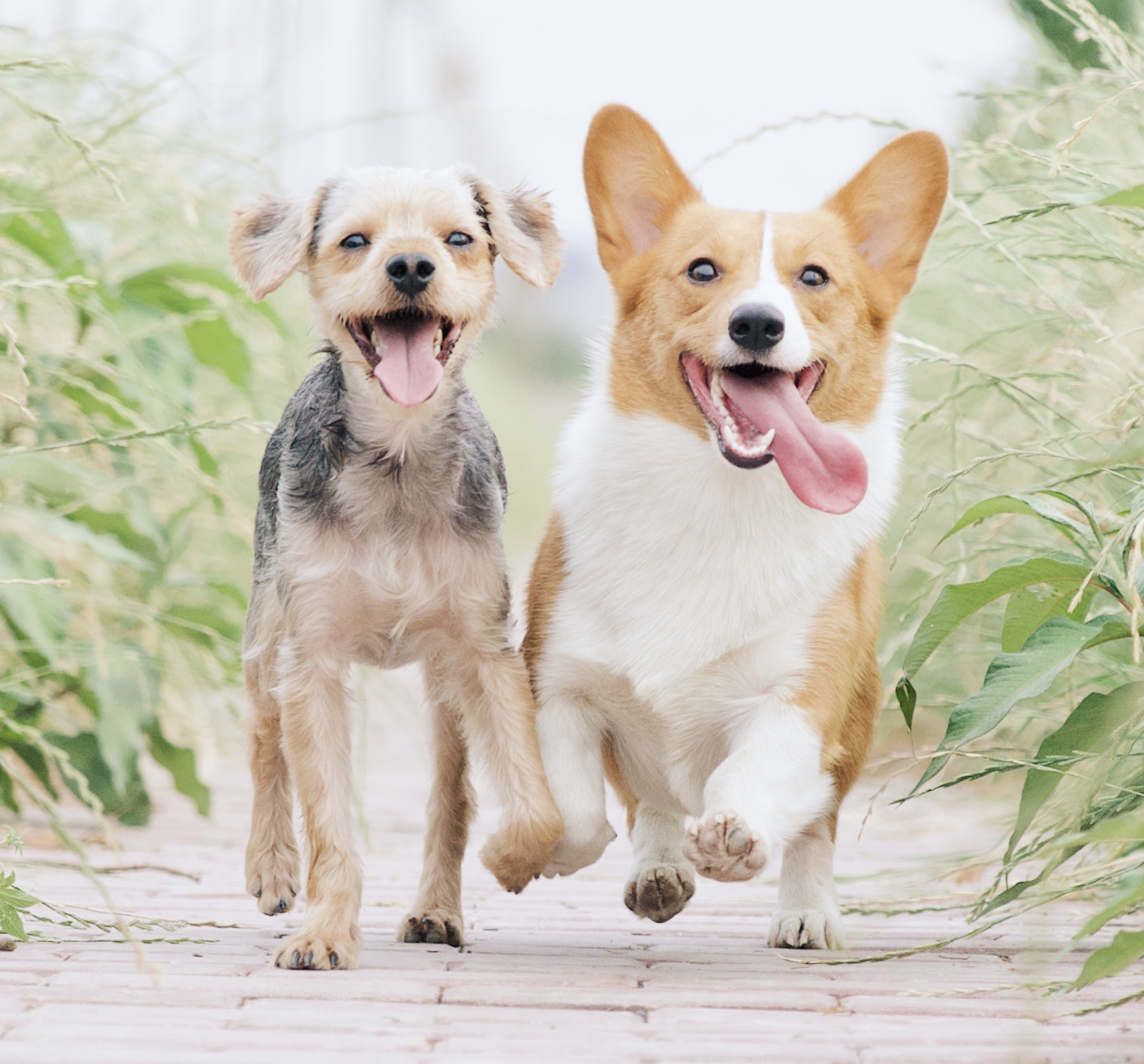 Signs It’s Time to Switch Your Pet’s Flea Medicine